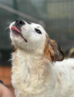 Mary sucht ihr Zuhause - Eixen