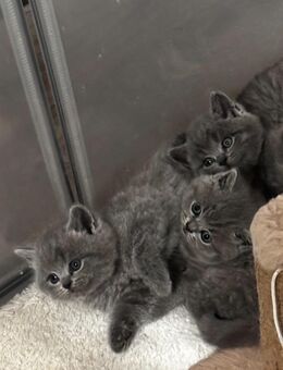 Bkh kitten - Leverkusen Zentrum