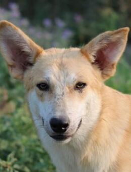 Milio, geb. ca. 09/2022, Griechenland - Markdorf