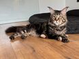 Maine Coon Deckkater mit Stammbaum in 53859