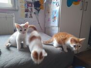 3 Katzenbabies in gute Hände abzugeben - Rosenfeld