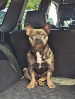 Französische Bulldogge Deckrüde - Oberhausen