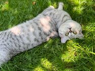 Bkh Kater nicht kastriert - Fürth