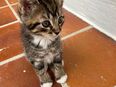 Baby Katzen Kitten ab 01.08.2025 verfügbar in 40882