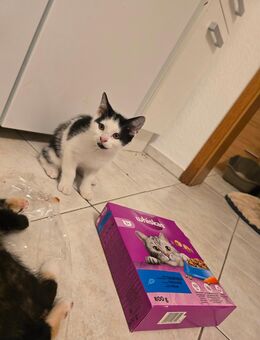 Kitten suchen liebevolles Zuhause - Laage