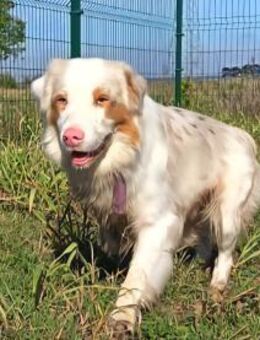 Potap sucht sein Zuhause - Olsberg
