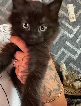 Main Coon Mix babykitten - Wächtersbach