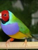 Gouldamadinen bunte Finken wunderschöne kleine Vögel in 01844