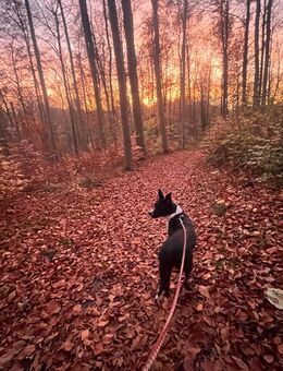 Liebevolle jung Hündin - Werdau