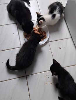 Kleine Katzen - Schlettau Zentrum