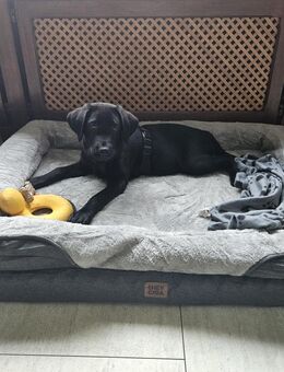Labrador Welpe - Wetter (Ruhr)