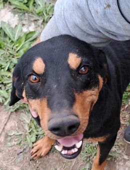 ‼️Flynn sucht ein warmes Plätzchen - Mannheim