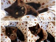 BKH Kitten 1 Junge ist noch da - Wuppertal