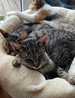 Effi & Chris doppelter Katzenzauber 😺 - München