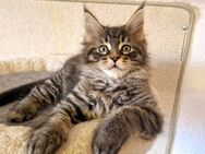 Maine Coon Kater - Nienburg (Weser)