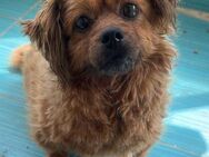 Nala, kleine Seniorin sucht ihr Körbchen - Langenhagen
