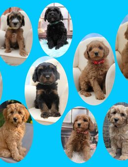 Tibet-Doodle-Welpen aus familiärer Vereinszucht (mit Papiere), Auszug zu Weihnachten - Kall