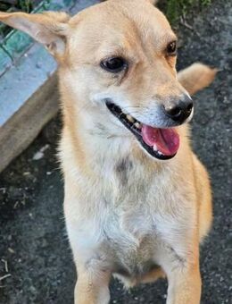 Rita- Körbchen gesucht - Nürnberg