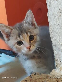 Katzenbabys suchen neues Zuhause - Magdala