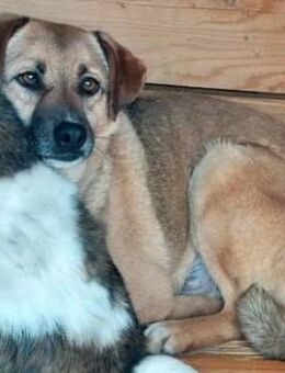 Max, sehr unsicher und ängstlich - Bonndorf (Schwarzwald)