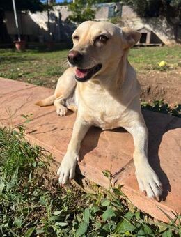 Frieda sucht ihr Zuhause - Fronreute