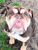 Ganz liebe englische Bulldogge in 41836