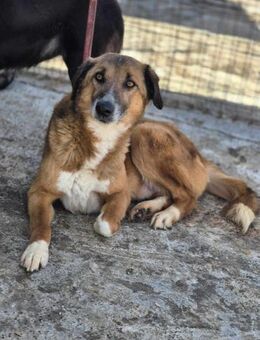 BRUNO braucht dringend eine Chance!!! - Neuberg