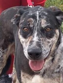 BAILEY liebt Spaziergänge und Autofahren - Geilenkirchen