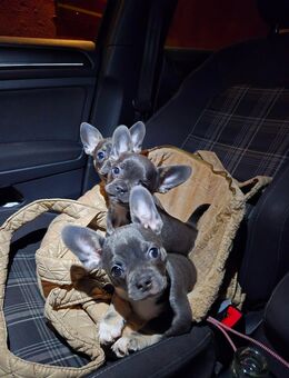 Mini Frenchie Welpen - Hagen (Stadt der FernUniversität)