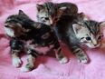 BKH EKH Mix Kitten Katzenbabys junge Katzen zu verkaufen in 34471