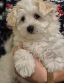 Malteser Mini in 69207