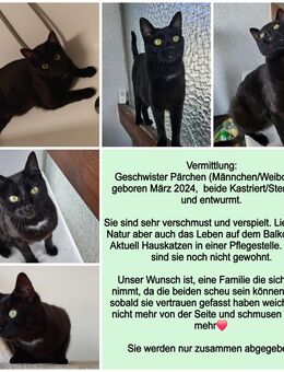 Katzen suchen ein Zuhause - Sigmaringen