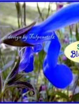 ♥ Salbei Blue Angel Salvia Patens,Samen winterharte Staude Tulpenstolz,Garten,Saatgut,Azurblau,Enziansalbei,seeds Bienenweide - Hamburg