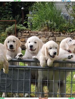 Golden Retriever Welpen - Weimar