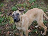 MOIRA Aufgeweckte Junghündin sucht Dich - Duisburg