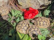 Griechische Landschildkröten - Oldenburg