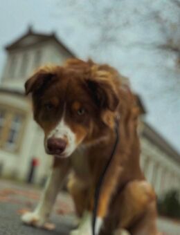 Australien Shepherd 8 Monate alt - Bad Oeynhausen