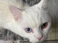 Türkische angora Katze zwei Augenfarben - Ostfildern Zentrum