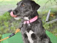 🩷Sari 🩷2-jährige Terriermix Hündin - Kassel