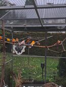 Kanarien zuverkaufen nur zusammen in 06712