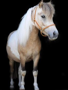 Shetty Hengst mit Papiere - Weilerswist