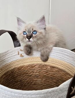 Heilige Birma Kitten - Gevelsberg