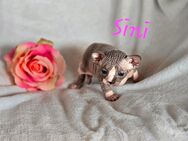 Kanadische-Sphynx Kitten (reinrassig) - Birkenfeld (Rheinland-Pfalz)