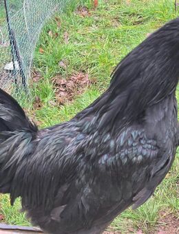 Ayam Cemani Hahn - Sulzbach (Saar)