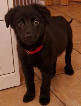 Süßer Sam - Berlin