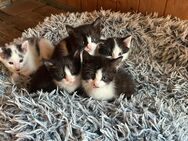 junge Hauskatzen zu verkaufen, entwurmt, im Haus mit Hund aufgewachsen - Mintraching