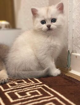 Bkh kitten - Dresden