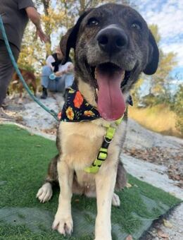 Kora so sanft, so vergessen - Berlin