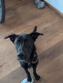 Mischlings Hund in 39340