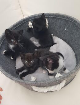 Baby Kitten suchen ein liebevolles neues Zuhause - Castrop-Rauxel